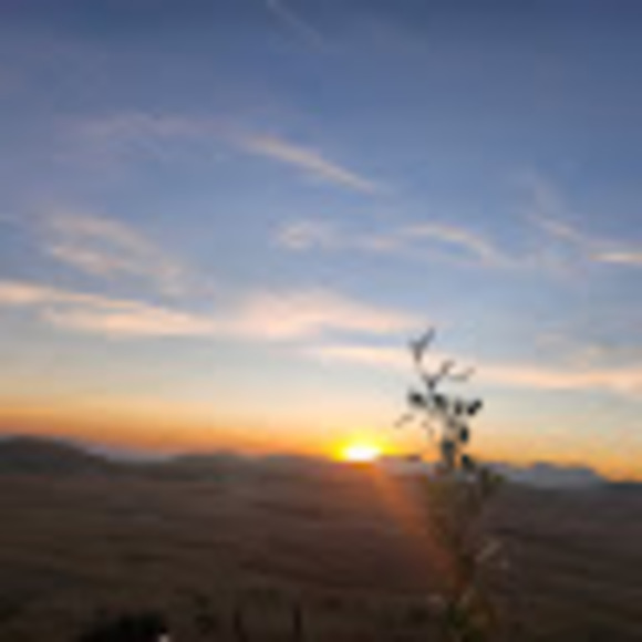 Meet your Posher, Zafu - Picture 1 of 1